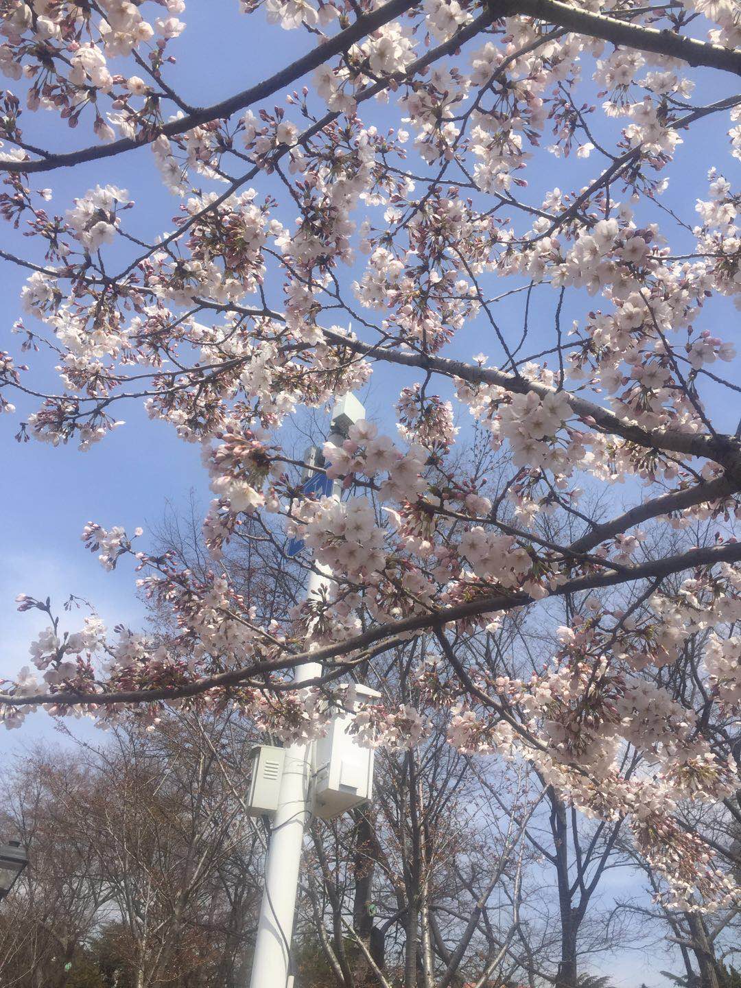 青岛樱花季